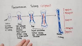 Proses Pembentukan Tulang  Sistem Rangka  Biologi Kelas XI [upl. by Olin]