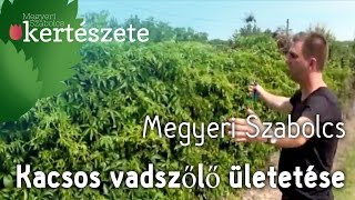 Parthenocissus quinquefolia  Kacsos vadszőlő ültetése  Megyeri Szabolcs online Kertészet Szeged [upl. by Hahseram]