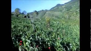 Los canelos de durango entre cerro y pino [upl. by Edialeda]