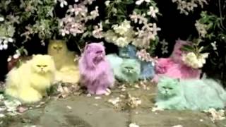 Over the Rainbow Jingle Cats [upl. by Lucho]