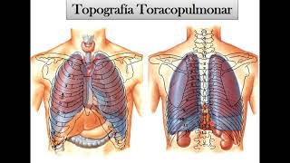 Pulmón [upl. by Congdon940]