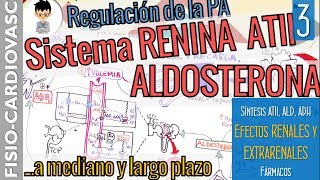 SISTEMA RENINA ANGIOTENSINA ALDOSTERONA Reg mediano y largo plazo de la PA Fisio Cardiovascular3 [upl. by Ck]