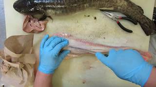 How to skin clean and fillet a Burbot [upl. by Rodina238]