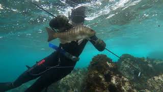 Spearfishing Shellharbour  NSW South Coast [upl. by Tavey421]