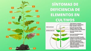 SÍNTOMAS DE DEFICIENCIAS NUTRICIONALES EN CULTIVOS [upl. by Ahens]