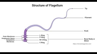 Flagella Lecture Video– Definition Structure Types Functions Rotation Examples [upl. by Nnazil477]