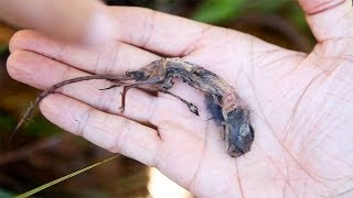 Nepenthes attenboroughii digesting shrew on Mount Victoria Palawan Philippines [upl. by Hemetaf]