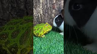 Ếch và chú thỏ frog animals funny cute pets frogs rabbit shorts funny chicken [upl. by Andree66]