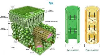 Anatomical Adaptations of xerophytic plants [upl. by Evadne835]