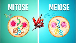 Mitose vs Meiose Comparação Lado a Lado WikiHow8 [upl. by Valda]