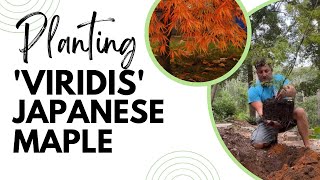 Planting a Viridis Dwarf Japanese Maple JapaneseMaple [upl. by Ysus]