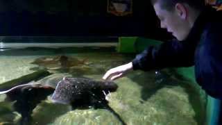 Boy Petting a Ray Fish  Aquarium  Ireland [upl. by Standing]