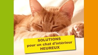 Solutions pour chat dintérieur heureux [upl. by Eyt358]