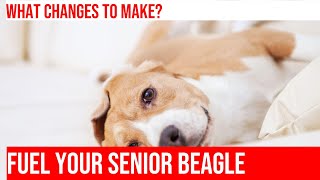 Nutrition Tips for Senior Beagles Keep Your Dog Healthy amp Happy [upl. by Atsyrk]