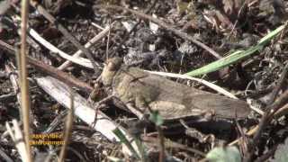 Ödlandschrecke  Oedipoda caerulescens Criquet à ailes bleues  grasshopper [upl. by Brenton475]