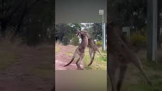 Kangaroo Fight Escalates Quickly 😅 [upl. by Haraz961]