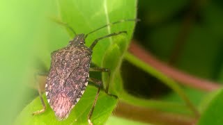 Halyomorpha halys the brown marmorated stink bug [upl. by Anairam820]