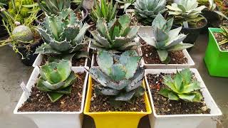 Some of the most beautiful agave varieties [upl. by Yrokcaz]