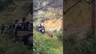 Tiger Attack Tourist Gypsy Bandhavgarh National park shorts bandhavgarh jojuwildjunket tiger [upl. by Nakre]