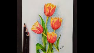 Easy Tulip Flower For Beginner  Using Colour Pencils [upl. by Noitna138]