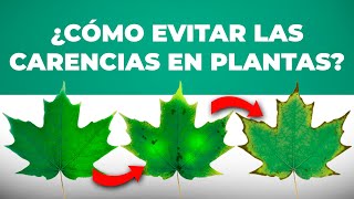 Cómo identificar las carencias de nutrientes en las plantas [upl. by Evangelina417]