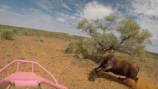 Bull catching in the Pilbara Western Australia [upl. by Spratt149]