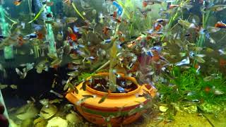 How To Make FishTank Full Of Guppies [upl. by Markman]