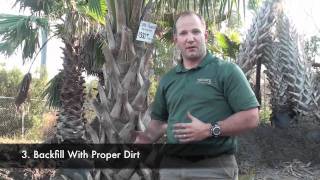 How To Plant A Palm Tree [upl. by Maribeth191]