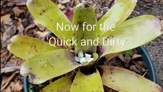 Gardening with Gabriel  Pollination of Bromeliads [upl. by Ashil662]