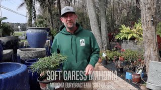 Facts About Soft Caress Mahonia [upl. by Harelda343]