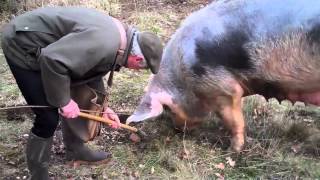 Princesse Nini au travail en ses terres à truffes de MareuilsurBelle 24 [upl. by Iel]