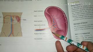 spleen anatomy 18 April 2020nursingstudy nursingnotes [upl. by Gennie]