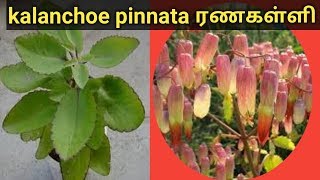 kalanchoe pinnata 🌵🌵ரணகள்ளி மருத்துவம் ranakalli medicine Bryophyllum Plant in Tamil [upl. by Edda]