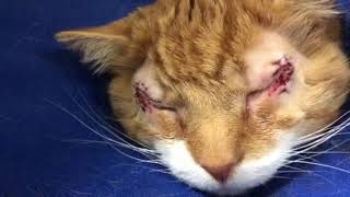 Entropion in a cat Post op video cost and explanation of condition [upl. by Delainey]