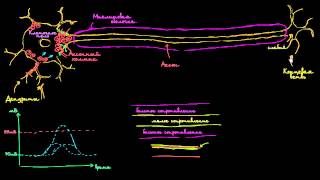 Скачкообразная проводимость в нейронах [upl. by Andreana]