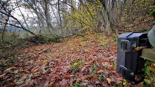 3 meses en el robledal El paso del Otoño al Invierno [upl. by Alli766]