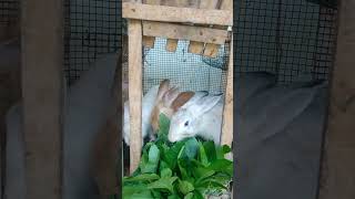 BEST RABBIT FOOD IN RAINY SEASONSYNEDRELLA WEED [upl. by Oibirot]