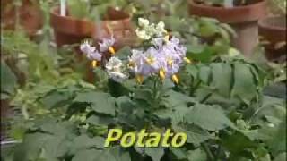 Pollination Methods Solanum Part 1 [upl. by Torie244]