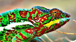 How Do Chameleons Change Color [upl. by Lamraj]