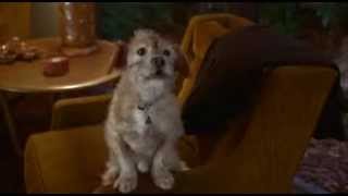 ANCHORMAN THE LEGEND OF RON BURGUNDY 2004 FULL Baxter Scene Woof [upl. by Ecneitap]