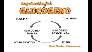 Regulación del Glucógeno [upl. by Giorgio460]