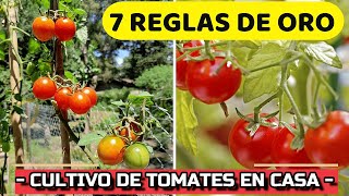 7 CLAVES Del ÉXITO para CULTIVAR TOMATES 🍅en MACETA  Cómo CUIDAR Planta de Jitomate o Tomate [upl. by Marquita]