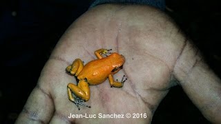 Phyllobates terribilis La rana mas venenosa del mundo Choco Cauca Colombia [upl. by Caitrin]