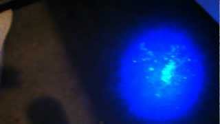 How to Find Cat Urine Odor with a Blacklight or UV Light [upl. by Nert]