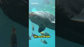 ACIPENSER IKAN AIR TAWAR TERBESAR viral fish strugeon fishvillage viralvideo trending [upl. by Evanthe]