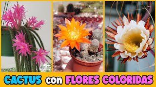 10 CACTUS con FLORES muy DECORATIVAS [upl. by Ann-Marie]