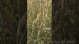 ثمام او ثيوم Pennisetum divisum Or Cenchrus divisus [upl. by Helli]