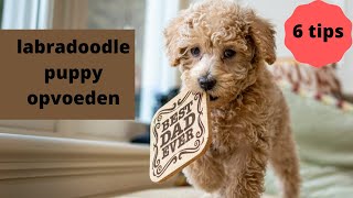 labradoodle puppy opvoeden  6 tips [upl. by Lebazi]