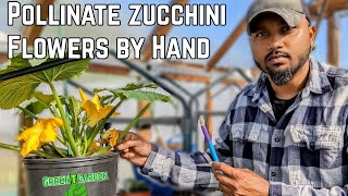 How to pollinate zucchini by hand  Dont lose your zucchini zucchini courgette garden [upl. by Eilrebmik]