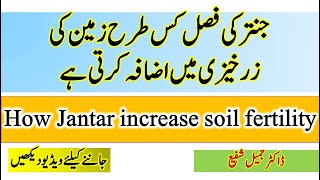 How Jantar crop increase soil fertility  green manuring  nitrogen fixing bacteria  Dr Jamil [upl. by Adnauqaj]